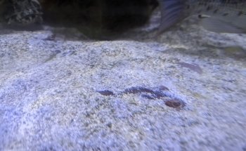 Cabrillo High School Aquarium