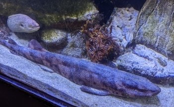 Cabrillo High School Aquarium