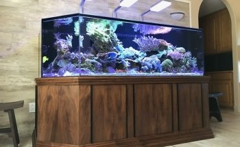 Aquatica Corals and Custom Aquariums