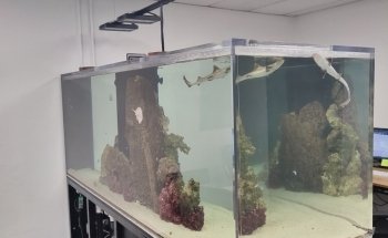 Aquatica Corals and Custom Aquariums