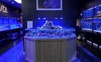 Aquatica Corals and Custom Aquariums