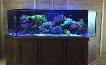 Aquatica Corals and Custom Aquariums