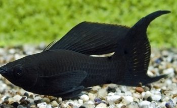 Aquatica Corals and Custom Aquariums