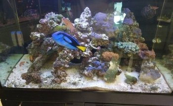 Comanche Creek Aquatics & More