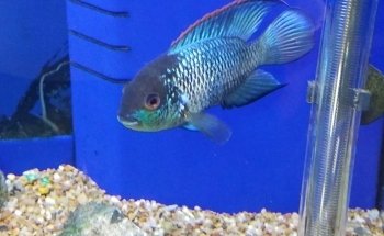 Comanche Creek Aquatics & More