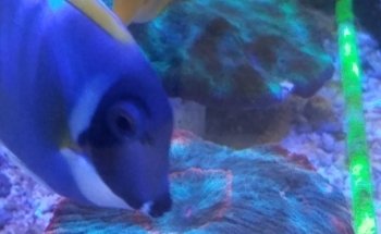 Comanche Creek Aquatics & More