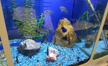 Comanche Creek Aquatics & More