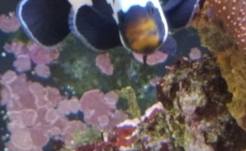 Comanche Creek Aquatics & More