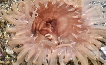 SEA Discovery Center