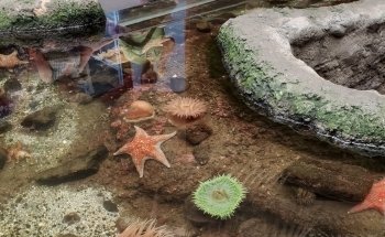 SEA Discovery Center