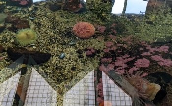 SEA Discovery Center