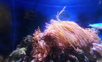 SEA Discovery Center