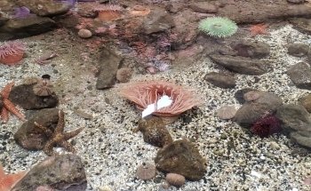 SEA Discovery Center