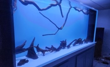 Big Fish Custom Acrylic Aquariums