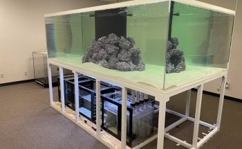 Big Fish Custom Acrylic Aquariums
