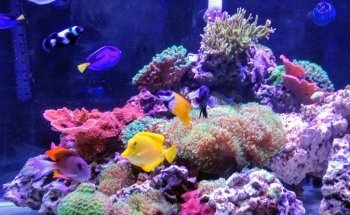 Fish Geeks aquarium maintenance