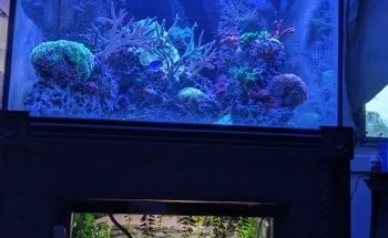 Fish Geeks aquarium maintenance