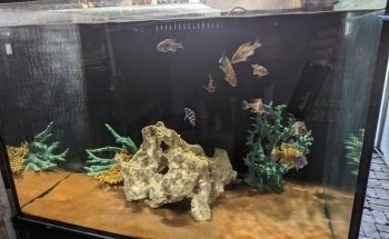 Fish Geeks aquarium maintenance