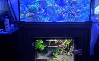 Fish Geeks aquarium maintenance