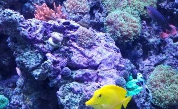Fish Geeks aquarium maintenance