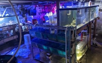 Mantenimiento de Acuarios Fish Geeks