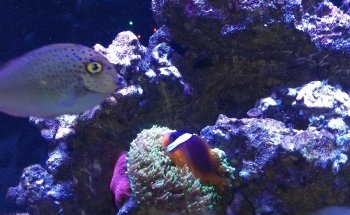 Fish Geeks aquarium maintenance