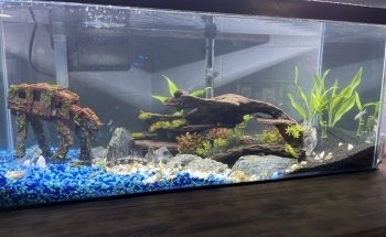 Fish Geeks aquarium maintenance