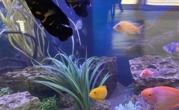 Marine Concepts Inc.