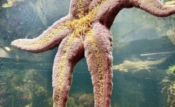 Breazeale Interpretive Center and Aquarium