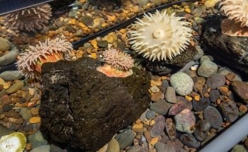 Breazeale Interpretive Center and Aquarium