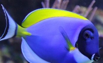 Aquarium Doctor Inc. | Aquarium Service, Aquarium Installation, Custom Aquariums