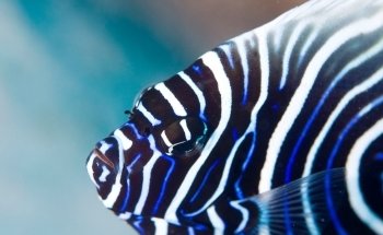 Aquarium Doctor Inc. | Aquarium Service, Aquarium Installation, Custom Aquariums