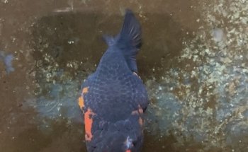 Aquarium Doctor Inc. | Aquarium Service, Aquarium Installation, Custom Aquariums
