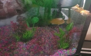 Aquarium Doctor Inc. | Aquarium Service, Aquarium Installation, Custom Aquariums