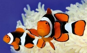 Aquarium Doctor Inc. | Aquarium Service, Aquarium Installation, Custom Aquariums