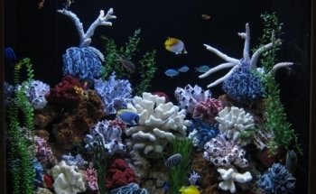 Aquarium Doctor Inc. | Aquarium Service, Aquarium Installation, Custom Aquariums