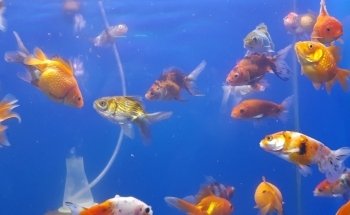 Zootopia acuario y vivero