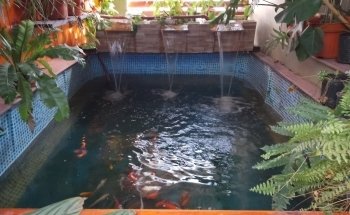 Zootopia acuario y vivero