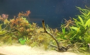 Zootopia acuario y vivero