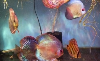 Zootopia Aquarium and Nursery