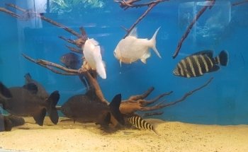 Zootopia acuario y vivero