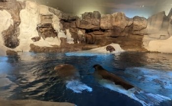 Wild Arctic