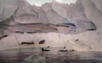 Wild Arctic