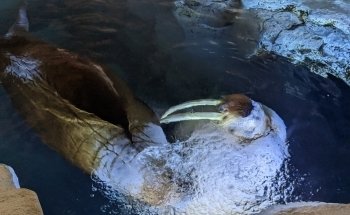 Wild Arctic