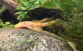 Bermuda Aquatics Exotic Fish & Ponds