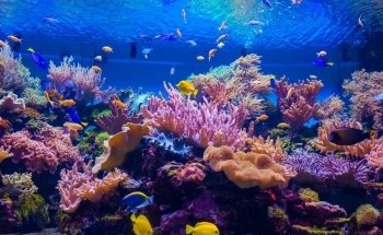 Bermuda Aquatics Exotic Fish & Ponds