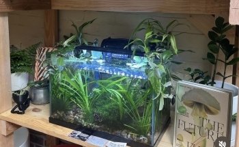 Bermuda Aquatics Exotic Fish & Ponds