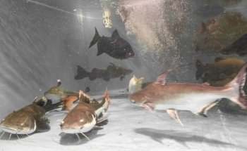 Fish Story Aquarium Attraction & Fish Rescue (ONLY by APPOINTMENT; see website for details)