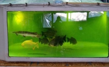Atracción Acuática Historia de Peces & Rescate de Peces (SOLO con CITA previa; consulte el sitio web para más detalles)