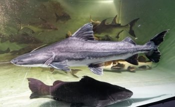 Fish Story Aquarium Attraction & Fish Rescue (ONLY by APPOINTMENT; see website for details)